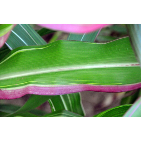 MAIS PANACHÉ DU JAPON ZEA VARIEGATA JAPONICA crédit photo wikimedia amada44