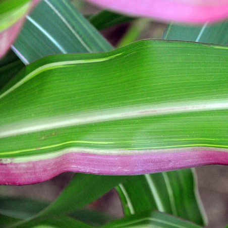 MAIS PANACHÉ DU JAPON ZEA MAYS VARIEGATA JAPONICA crédit photo wikimedia amada44