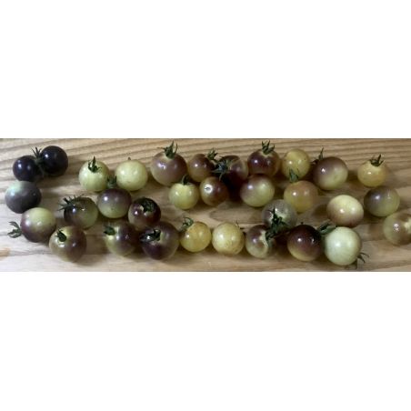 TOMATE cerise BLUE CREAM BERRY BIO