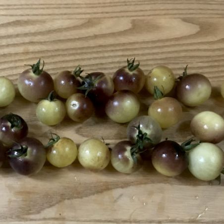 TOMATE cerise BLUE CREAM BERRY BIO