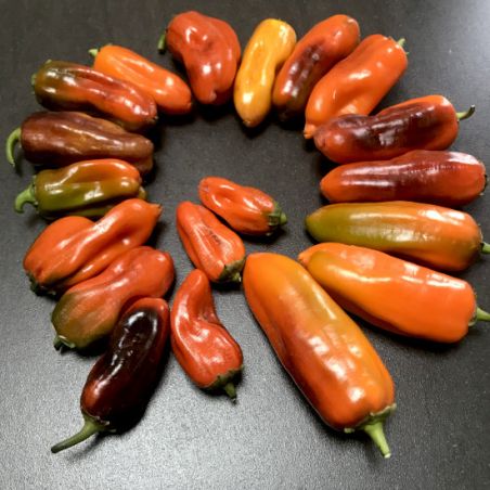 POIVRON PIPPIN'S GOLDEN HONEY BIO