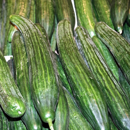CONCOMBRE ARMENIEN STRIÉ BIO Cucumis melo flexuosus