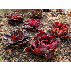 CHICOREE italienne GRUMOLO ROSSO variété ancienne