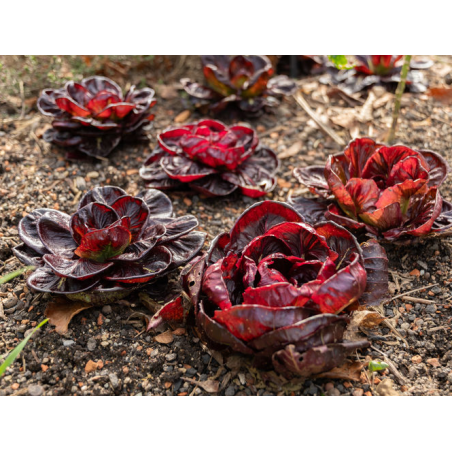 CHICOREE italienne GRUMOLO ROSSO variété ancienne