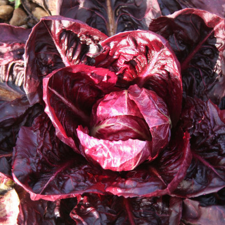 CHICOREE italienne GRUMOLO ROSSO variété ancienne