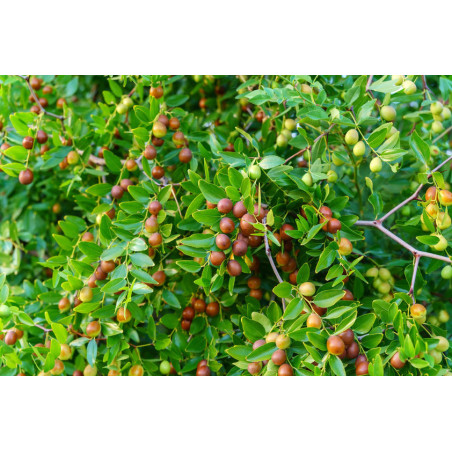 JUJUBIER Ziziphus jujuba