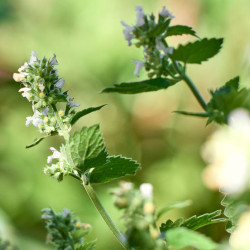 CATAIRE CITRONNEE Nepeta cataria citriodora
