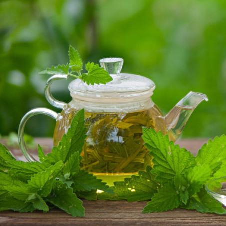 CATAIRE CITRONNEE Nepeta cataria citriodora plante vivace