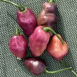 PIMENT FIDALGA ROXA Capsicum chinense