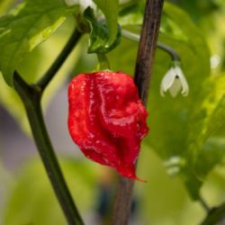 PIMENT CAROLINA REAPER ROUGE Capsicum chinense