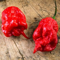 PIMENT CAROLINA REAPER ROUGE Capsicum chinense