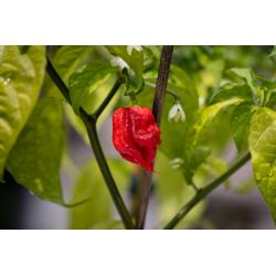 PIMENT CAROLINA REAPER ROUGE Capsicum chinense