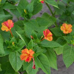 BELLE DE NUIT VARIÉE Mirabilis jalapa
