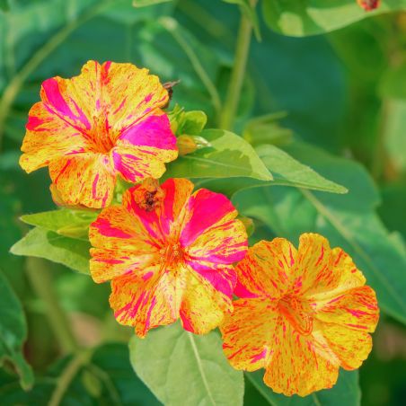 BELLE DE NUIT VARIÉE Mirabilis jalapa