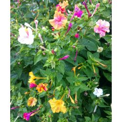 BELLE DE NUIT VARIÉE Mirabilis jalapa