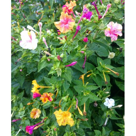 BELLE DE NUIT VARIÉE Mirabilis jalapa