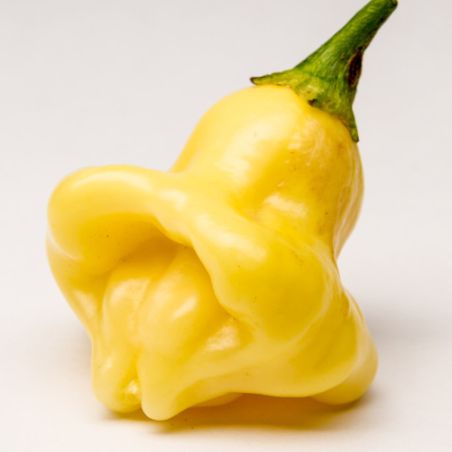 PIMENT AJI WHITE FANTASY Capsicum baccatum