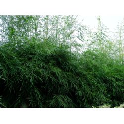 BAMBOU THYRSOSTACHYS SIAMENSIS