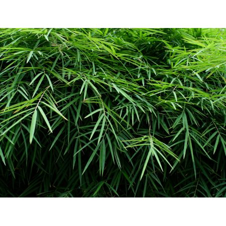 BAMBOU THYRSOSTACHYS SIAMENSIS