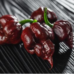 PIMENT CAROLINA REAPER CHOCOLAT Capsicum chinense