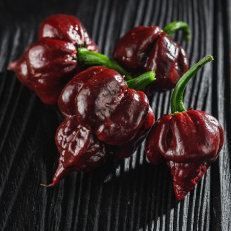 PIMENT CAROLINA REAPER CHOCOLAT Capsicum chinense