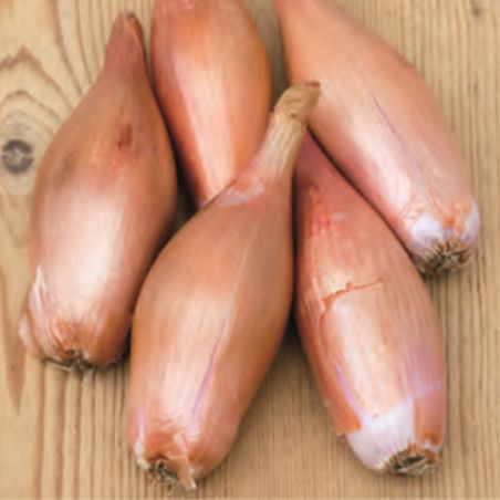 ECHALION CUISSE DE POULET DU POITOU ZEBRUNE BIO