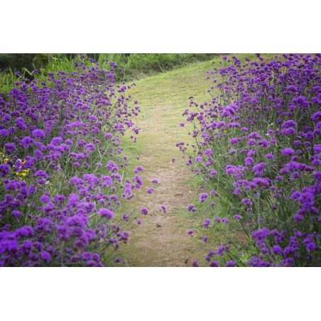 VERVEINE DE BUENOS AIRES Verbena bonariensis