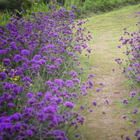 VERVEINE DE BUENOS AIRES Verbena bonariensis