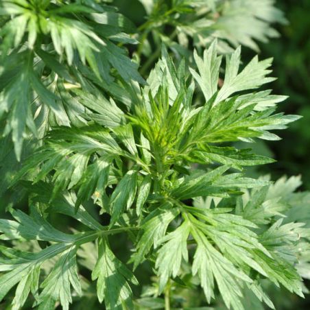 ARMOISE COMMUNE Artemisia vulgaris