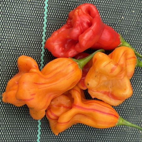 PIMENT ZEBRANGE Capsicum baccatum