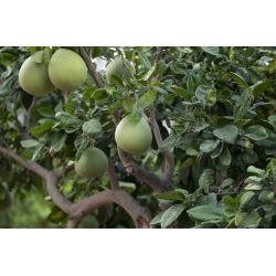 PAMPLEMOUSSIER Citrus maxima
