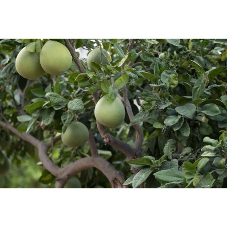 PAMPLEMOUSSIER Citrus maxima