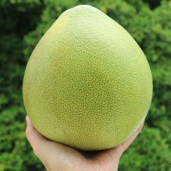 PAMPLEMOUSSIER Citrus maxima