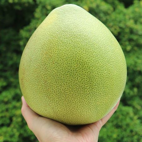 PAMPLEMOUSSIER Citrus maxima