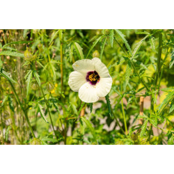 CHANVRE DU DECCAN Hibiscus Cannabinus Kénaf