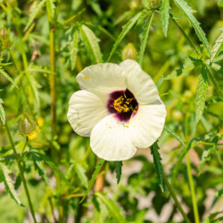 CHANVRE DU DECCAN Hibiscus Cannabinus Kénaf