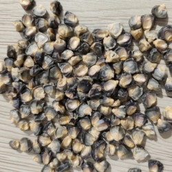 MAIS DOUX GREEN JADE Variété ancienne BIO