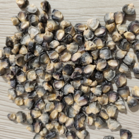 MAIS DOUX GREEN JADE Variété ancienne BIO