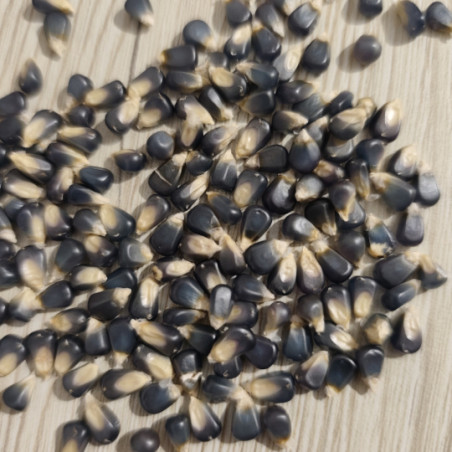 MAIS DOUX BLUE JADE Variété ancienne BIO