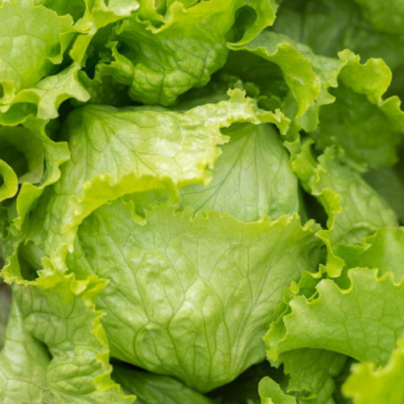 LAITUE BATAVIA BLONDE DE PARIS bio Ancienne variété française
