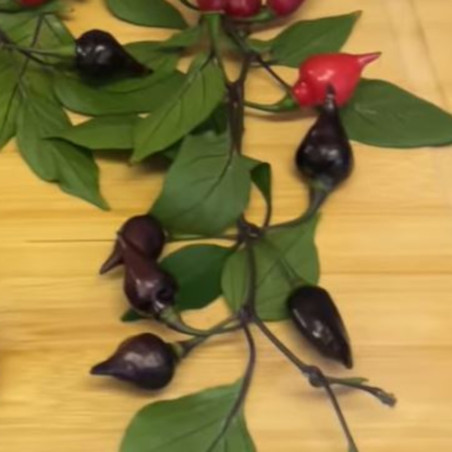PIMENT BIQUINHO NOIR