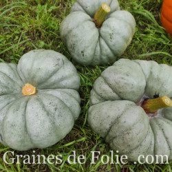 COURGE TRIAMBLE TRISTAR BIO