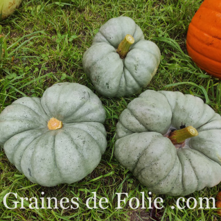 COURGE TRIAMBLE TRISTAR BIO