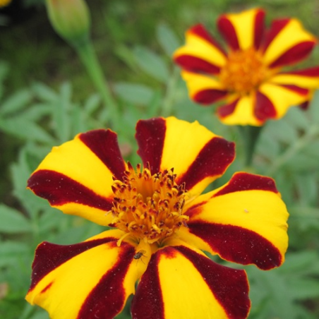 OEILLET D'INDE Mr MAJESTIC tagetes patula crédit photo wikimedia rob duval