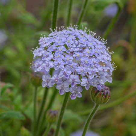 TRACHYMENE LACY BLUE Trachymene coerulea Didiscus coeruleus