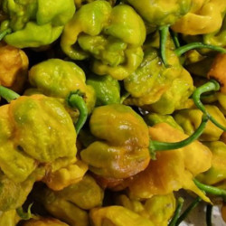 PIMENT CAROLINA REAPER MUSTARD