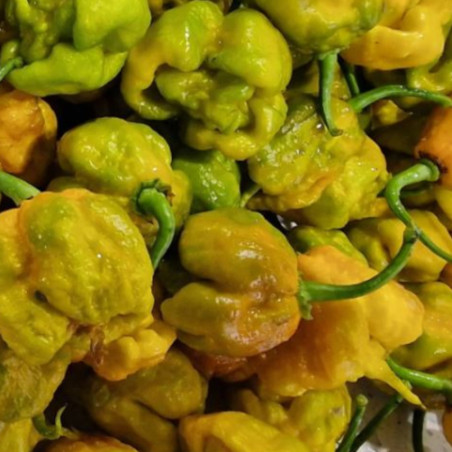 PIMENT CAROLINA REAPER MUSTARD