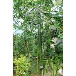 BAMBOU DENDROCALAMUS LATIFLORUS crédit photo wikimedia Daderot