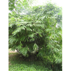 BAMBOU DENDROCALAMUS LATIFLORUS crédit photo Yercaud elango