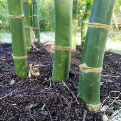 BAMBOU DENDROCALAMUS LATIFLORUS